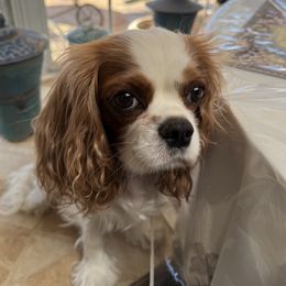 Pixie - Cavalier King Charles Spaniel
