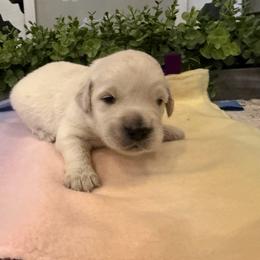Jet - Light golden male Golden Retriever puppy in Liberal, Missouri from Good Life Goldens
