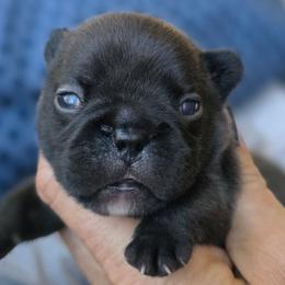 Brindle girl - Brindle female French Bulldog puppy in Polk City, Florida from Best Friend Frenchies, LLC