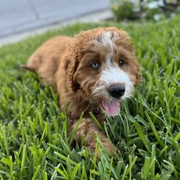 Bernedoodle Puppies from Palmetto Bernedoodles Boutique