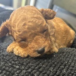 Poodle puppies from SilverLining highlands and hounds