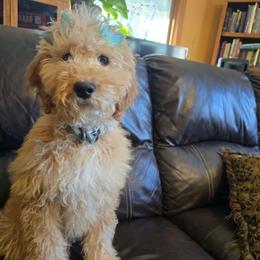 Cozy - Apricot female Goldendoodle puppy in Neillsville, Wisconsin from Granton Creek