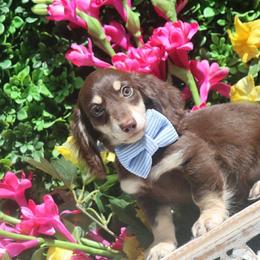Hersey Kisses - Chocolate and cream male Dachshund puppy in Woodbine, Georgia from Walker's Minidachs