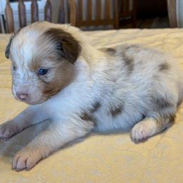 Girl 7 - female Australian Shepherd puppy in Esparto, California from Cutting Up Ranch  Australian Shepherds
