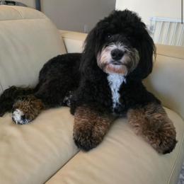 Tula - Bernedoodle