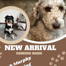 Aussiedoodle puppies from Easton L