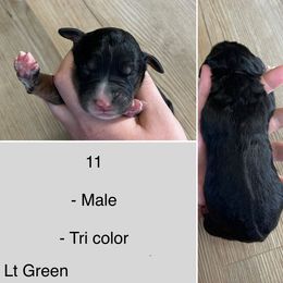 Taurus - Tri-color male Bernedoodle puppy in Kenyon, Minnesota from Country Breeze Doodles & Poodles