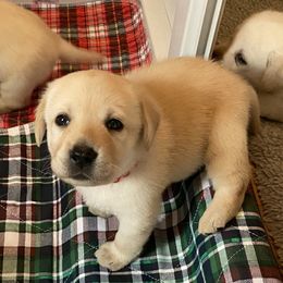 Labrador Retriever Puppies from Tobyan Labradors