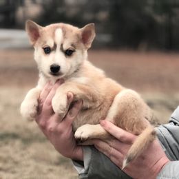 Pomsky Puppies from Kaelel Kennels