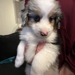 Aussiedoodle Puppies from Hearth&Hound Doodles