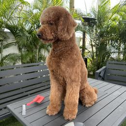 Billi - Poodle