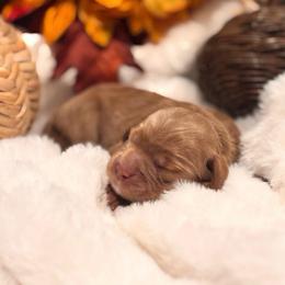 Apple - Red  female Goldendoodle puppy in Washington, Utah from Elsie Lane Doodles