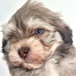 Bruno - Chocolate sable male Havanese puppy in Arizona from HavaDoggie