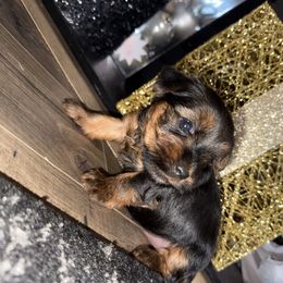 Pink Collar - Black and tan female Yorkshire Terrier puppy in Greenville, South Carolina from Yorkies By Si