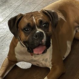 Bell - Boxer