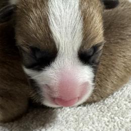 Casper - Red male Pembroke Welsh Corgi puppy in Brashear, Texas from Sherwood Acres Pembrokes