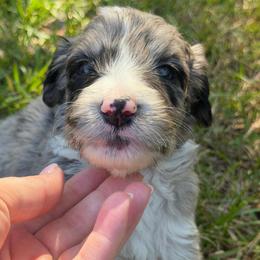 Gray - Merle male Sheepadoodle puppy in Fayette, Alabama from Luxapallila Sheepadoodles