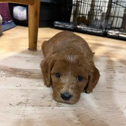 Eddie - Red  male Goldendoodle puppy in Sugar City, Idaho from Idaho Sugar Doodle Pups