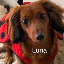 Luna Love Good Cromwell - Dachshund