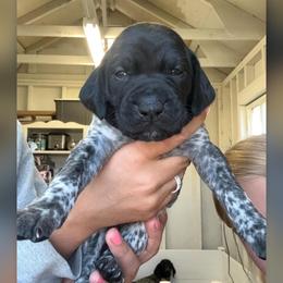 German Shorthaired Pointer Puppies from Red Hills GSPs