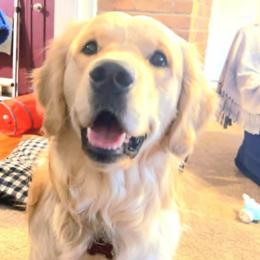 Mudd for Stud Services ONLY - Light golden male Golden Retriever puppy in Sandy, Utah from Golden Meadows of Utah