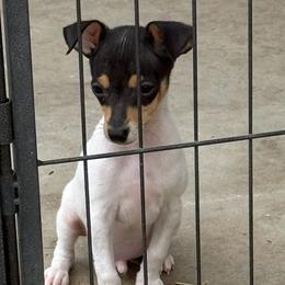 Rocky - White black and tan male Toy Fox Terrier puppy in El Cajon, California from Ultra Quest Show Dogs
