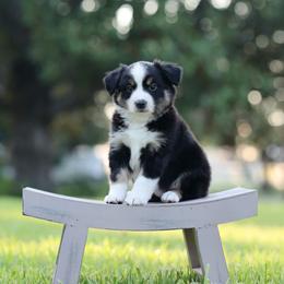 Gabel - Black tri male Miniature Australian Shepherd puppy in White Oak, Texas from Triple Lake Ranch Miniature Australian Shepherds