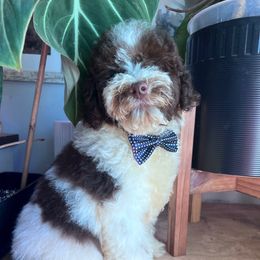 Solace - with training - Brown and white male Cockapoo puppy in Boonville, North Carolina from Doods & Dolls