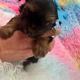 Green boy - Blue and gold male Yorkshire Terrier puppy in Milton, Florida from Sassenach Yorkie Kennels