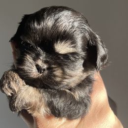 Han solo - Black gold and white Shih Tzu puppy in California from Eunice's Shih Tzu