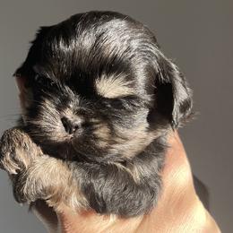 Han solo - Black gold and white Shih Tzu puppy in California from Eunice's Shih Tzu