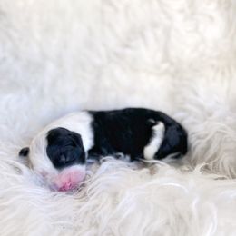 Old English Sheepdog and Sheepadoodle Puppies from Doodlefolk