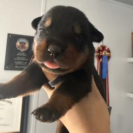 Girl 3 - Black and mahogany female Rottweiler puppy in Cleveland, Texas from Vom Haus Fantasy Rottweiler Kennel