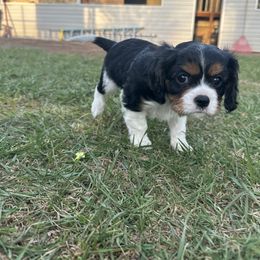 Cavalier King Charles Spaniel Puppies from Red Desert Cavalier’s