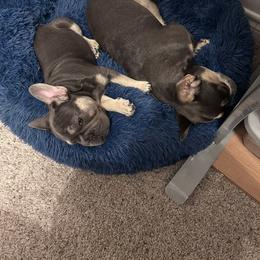French Bulldog Puppies from Prairie Rose French bulldogs.