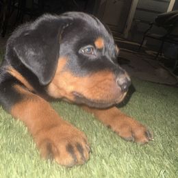 Pink girl - Black and mahogany female Rottweiler puppy in Colorado Springs, Colorado from Von Locher Rotties