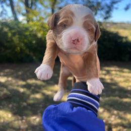 Green - Red  male Goldendoodle puppy in Richmond, Kentucky from The Doting Doodle