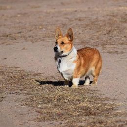 Elin Marie - Pembroke Welsh Corgi