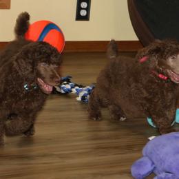 Poodle Puppies from RK'S Pets