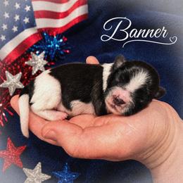 Banner - White and sable male Papillon puppy in Coatesville, Indiana from Wendy’s Wings