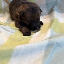 A1-4 Sable Boy - Sable male German Shepherd puppy in Lincoln, California from Valor-K9s