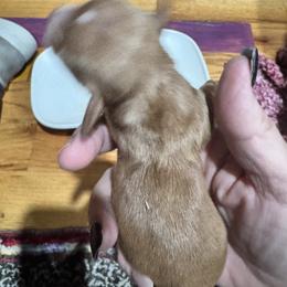 Dixie - Red female Dachshund puppy in Cabool, Missouri from Dachshund's of Country Magic Farms in Missouri