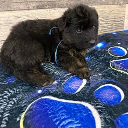 Dark blue - Black and red male German Shepherd puppy in Herrick, South Dakota from Dakota Shepherds Kennels