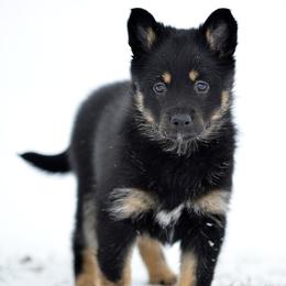 Purple girl - Kukka - Black and tan female Lapponian Herder puppy in Prattsburgh, New York from Maalattu Koirankoppi Lapponian Herders