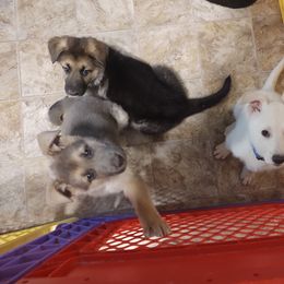 German Shepherd and Golden Retriever Puppies from Farmhouse Friends