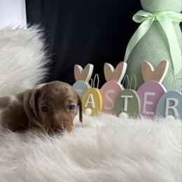 Luna - Dapple female Dachshund puppy in Fort Worth, Texas from Louis' Litters