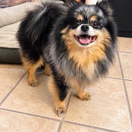 Loki - Pomeranian