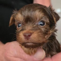 Boy 2 - Chocolate and tan male Yorkshire Terrier puppy in Bucyrus, Ohio from Dyer's Beauties