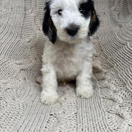 Bernedoodle and Bernese Mountain Dog Puppies from Sage Hills Bernedoodles