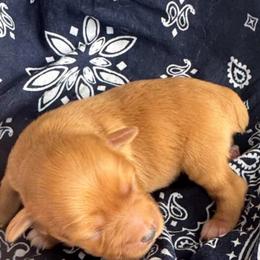 Red male - Wheaten male Miniature Schnauzer puppy in Forest, Virginia from Prestige Kennel LLC